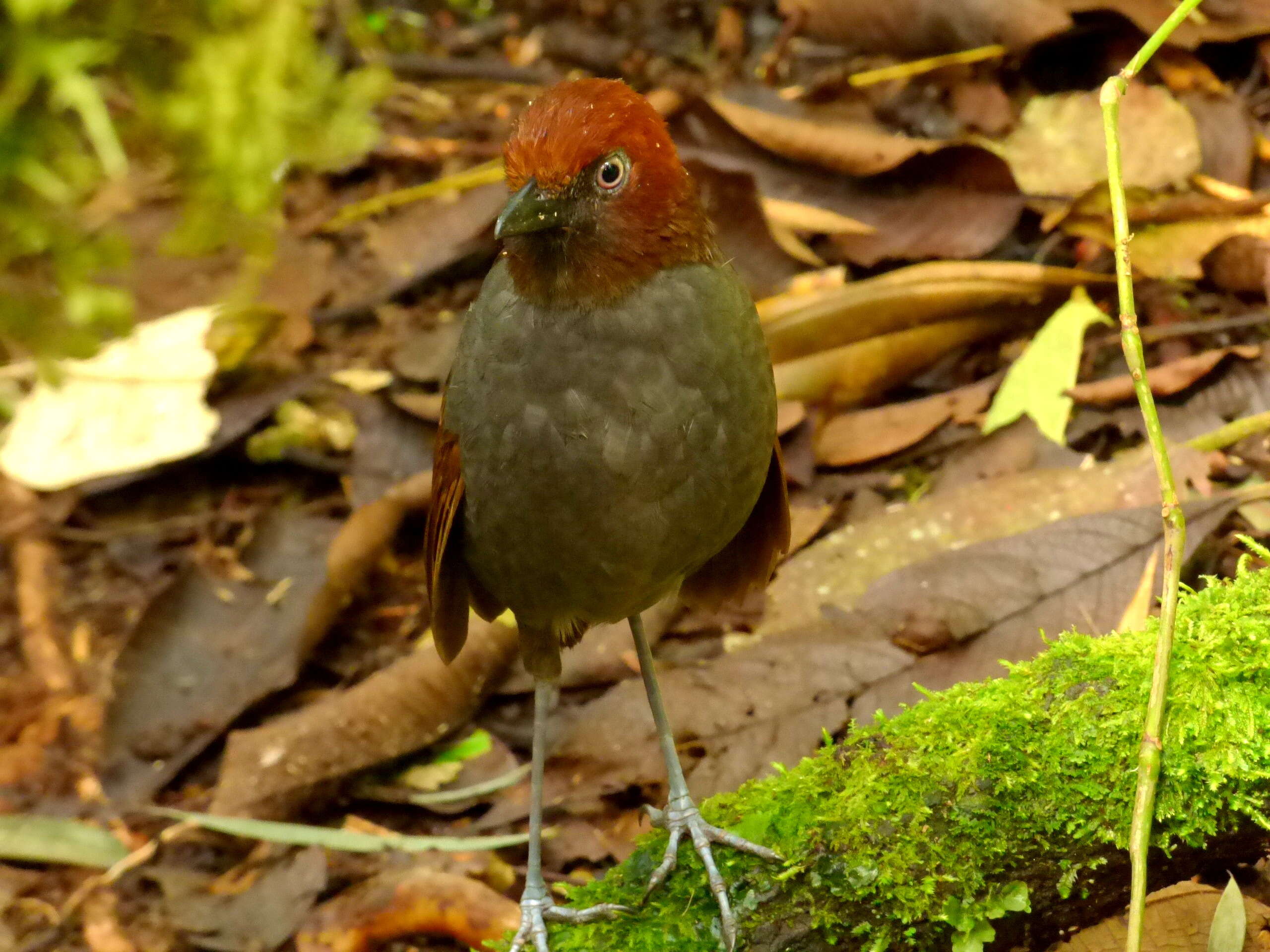 Image of Chestnut-naped Antpitta