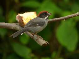 Atlapetes schistaceus (Boissonneau 1840) resmi