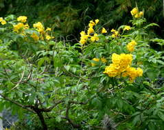 Image of Yellow bells