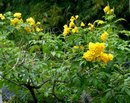 Image of Yellow bells