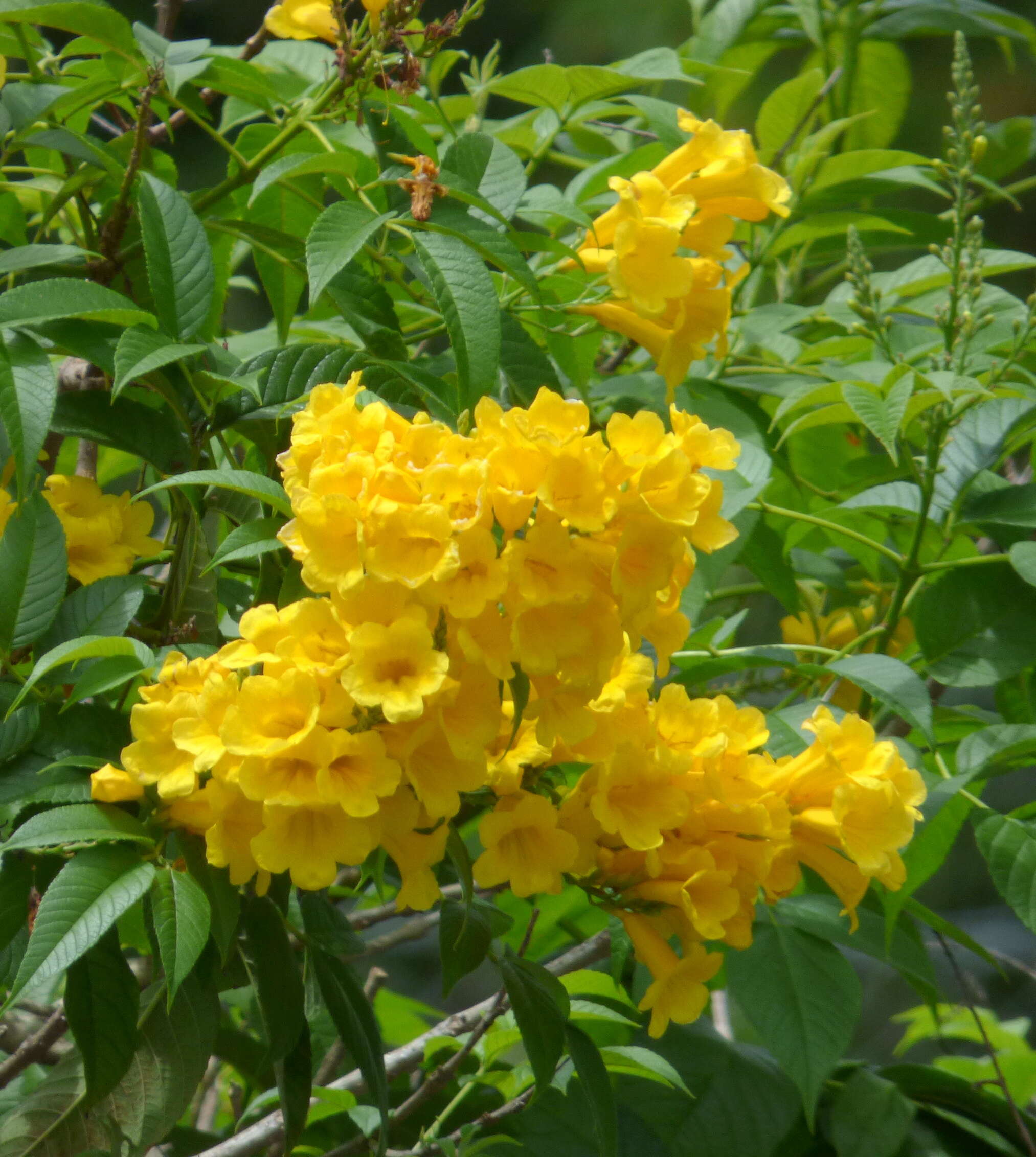 Image of Yellow bells