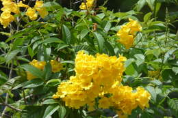 Image of Yellow bells