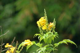 Image of Yellow bells