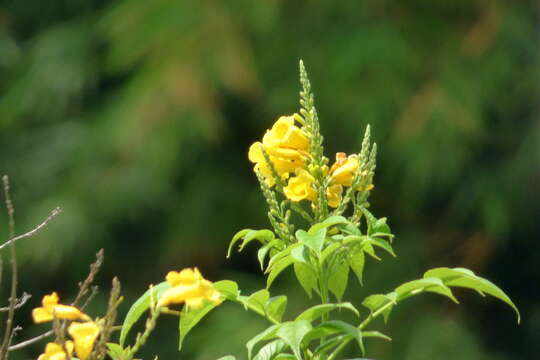 Image of Yellow bells