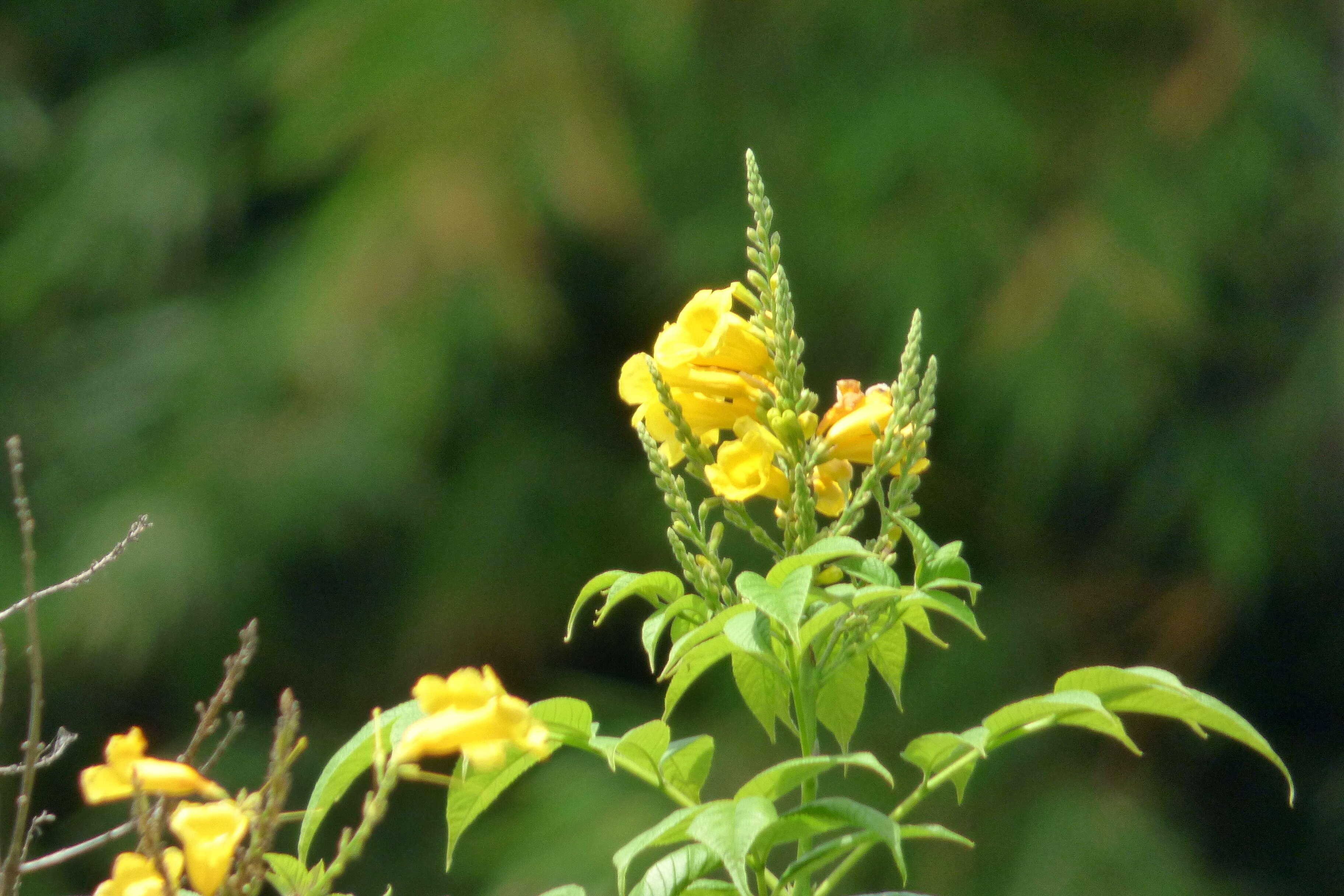 Image of Yellow bells