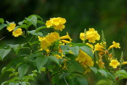 Image of Yellow bells