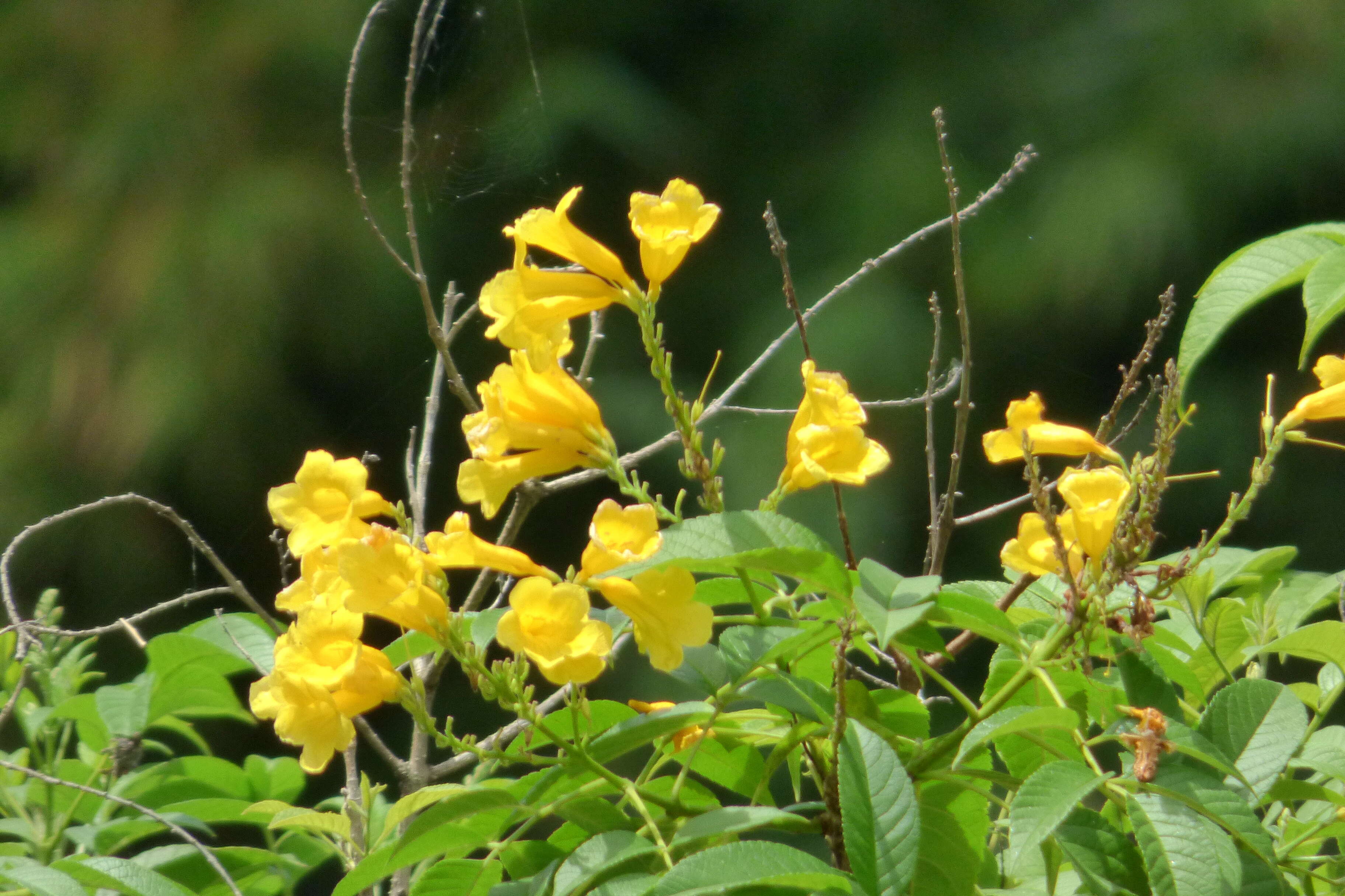 Image of Yellow bells