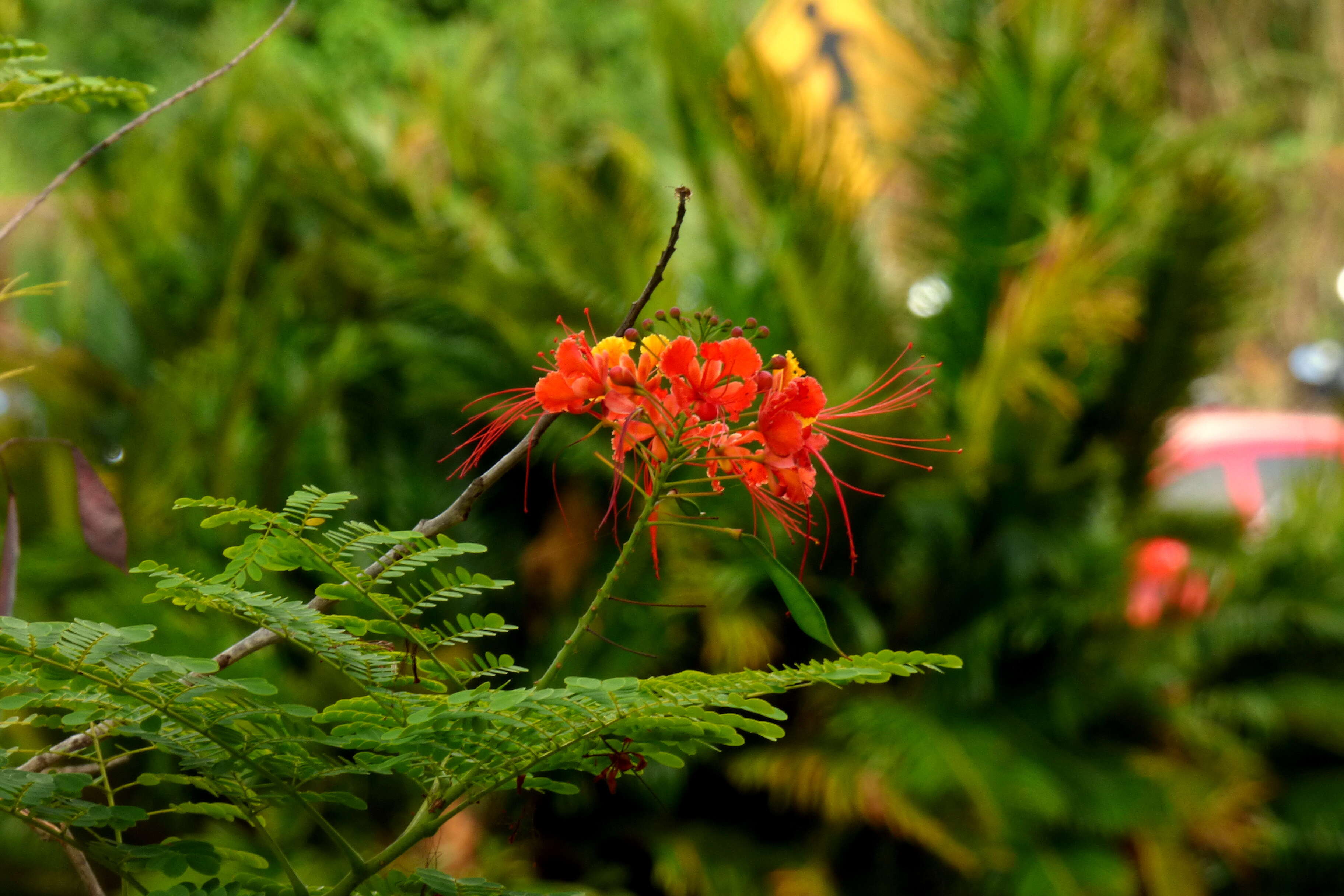 Image of Dwarf Poinciana