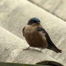 Image of Brown-bellied Swallow
