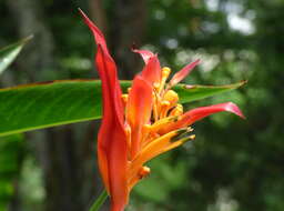 Image of parakeetflower