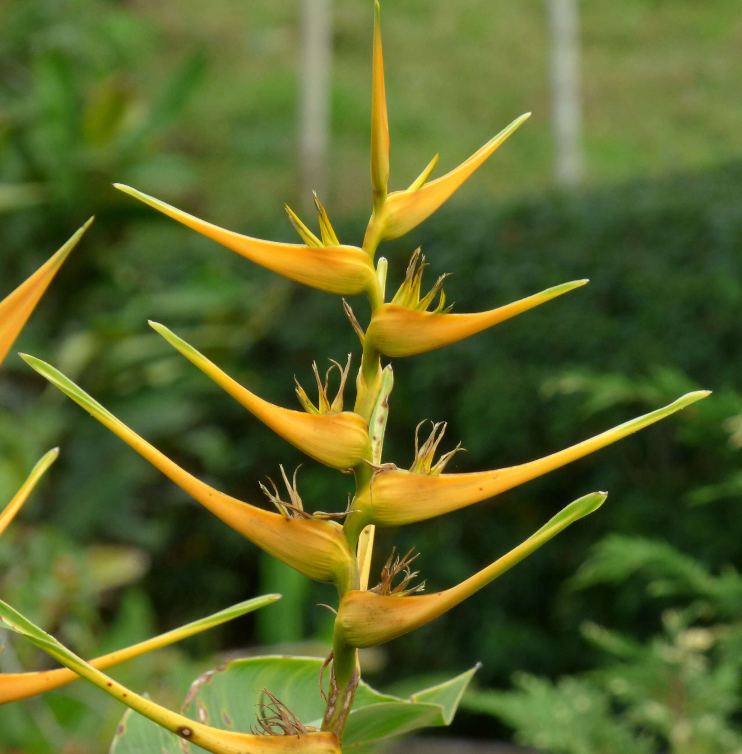 Plancia ëd Heliconia latispatha Benth.