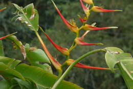 صورة Heliconia latispatha Benth.