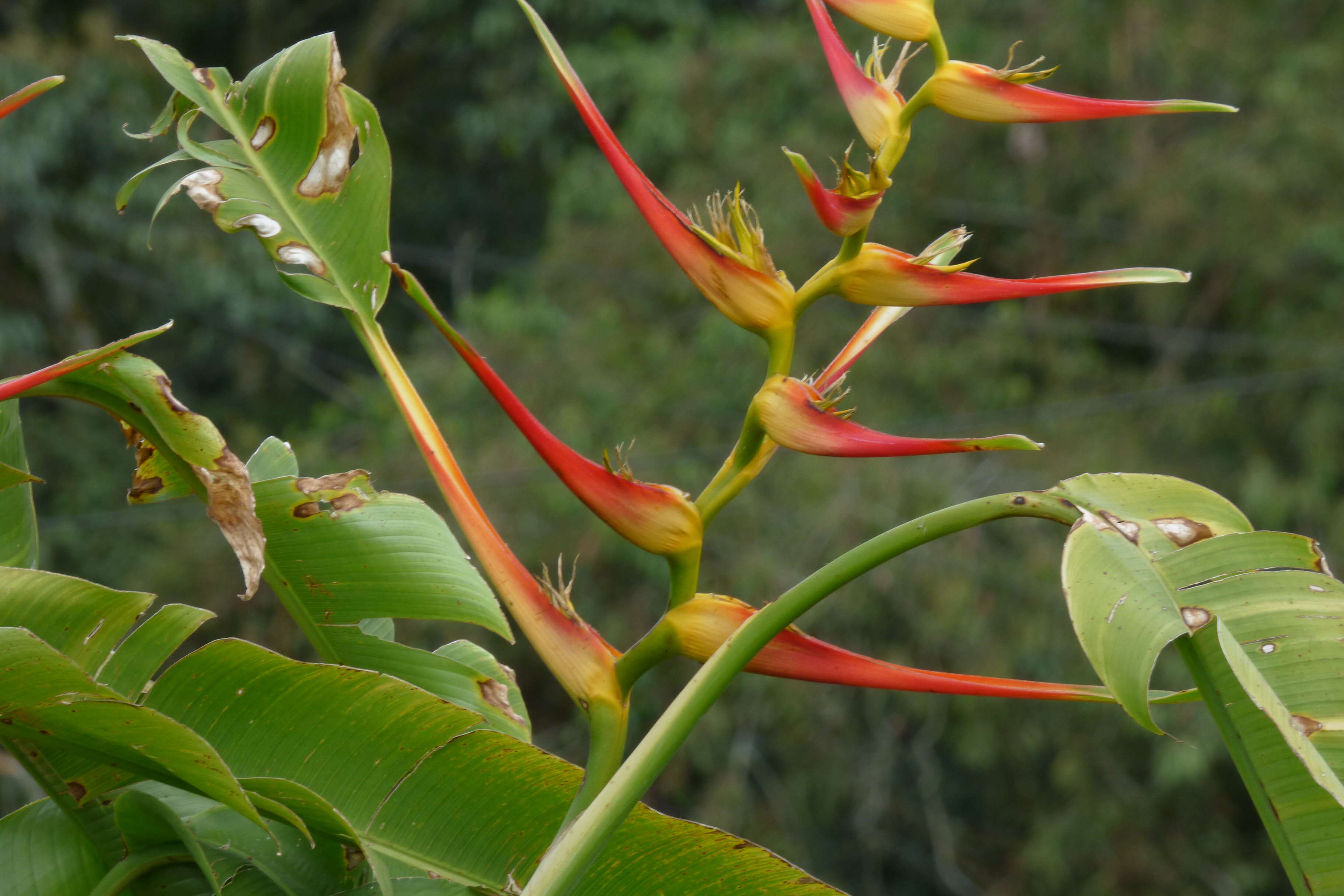 Plancia ëd Heliconia latispatha Benth.