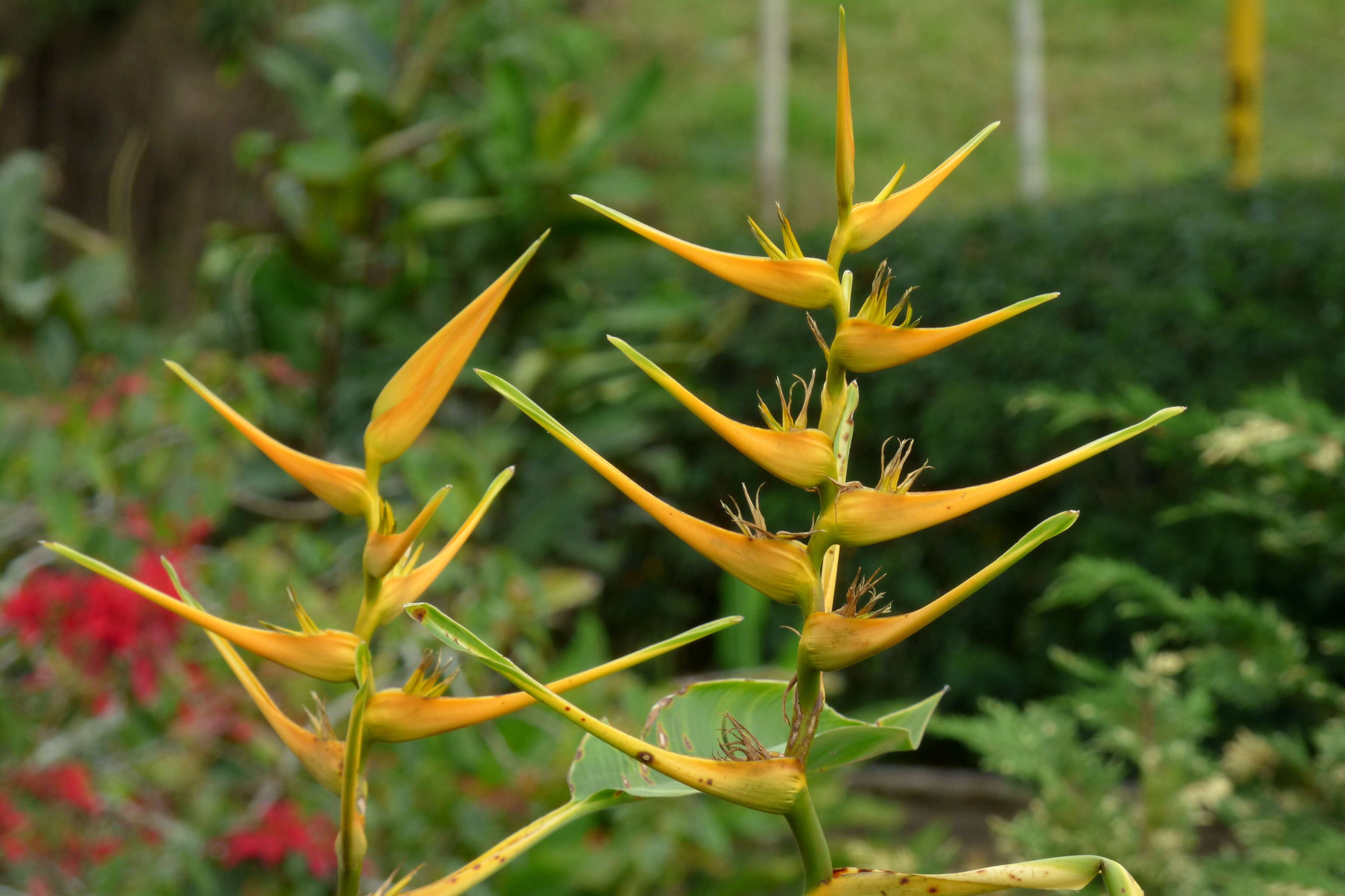 Plancia ëd Heliconia latispatha Benth.