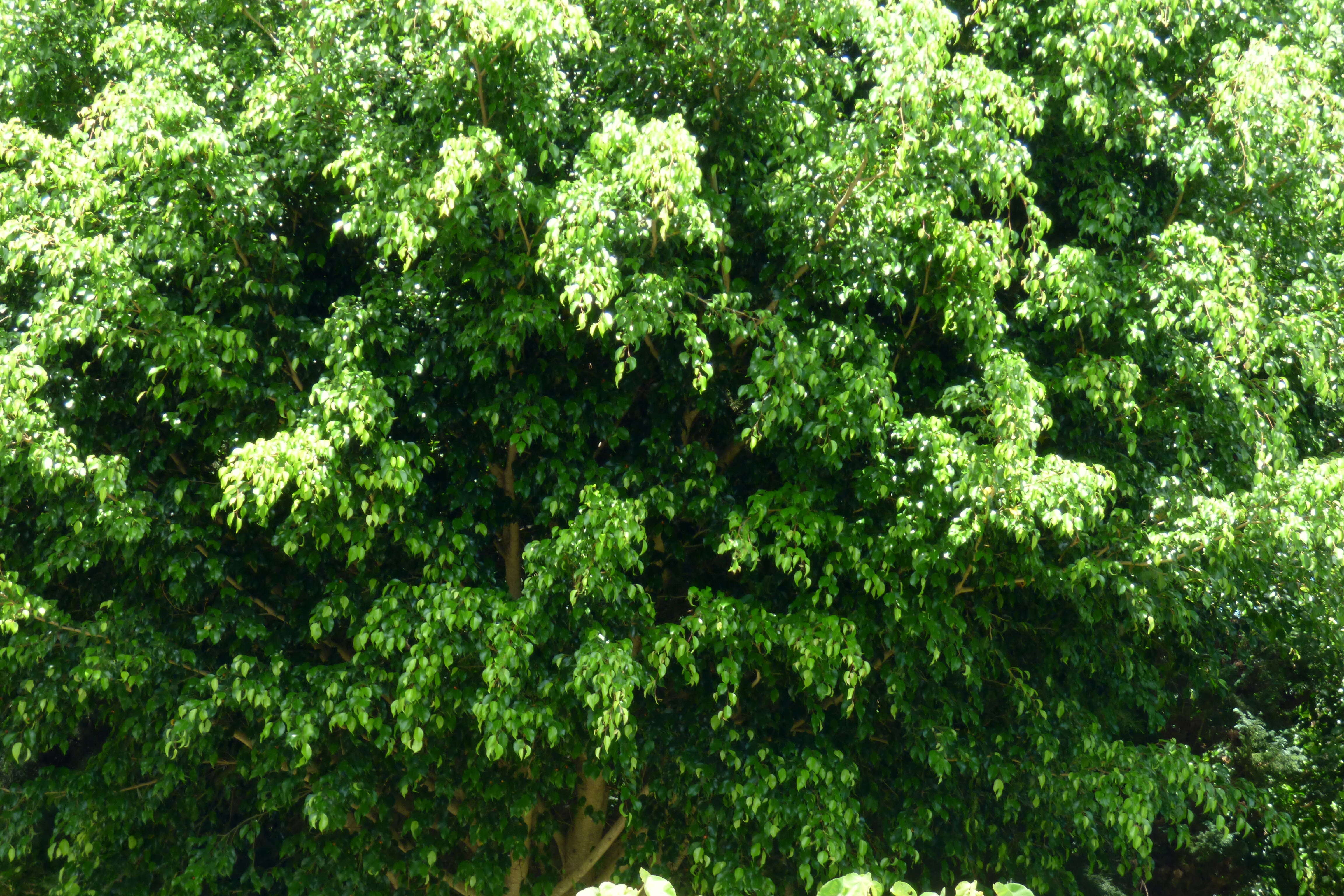 Imagem de Ficus benjamina L.