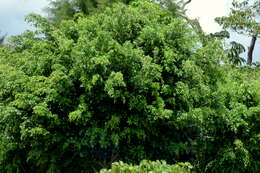 Imagem de Ficus benjamina L.