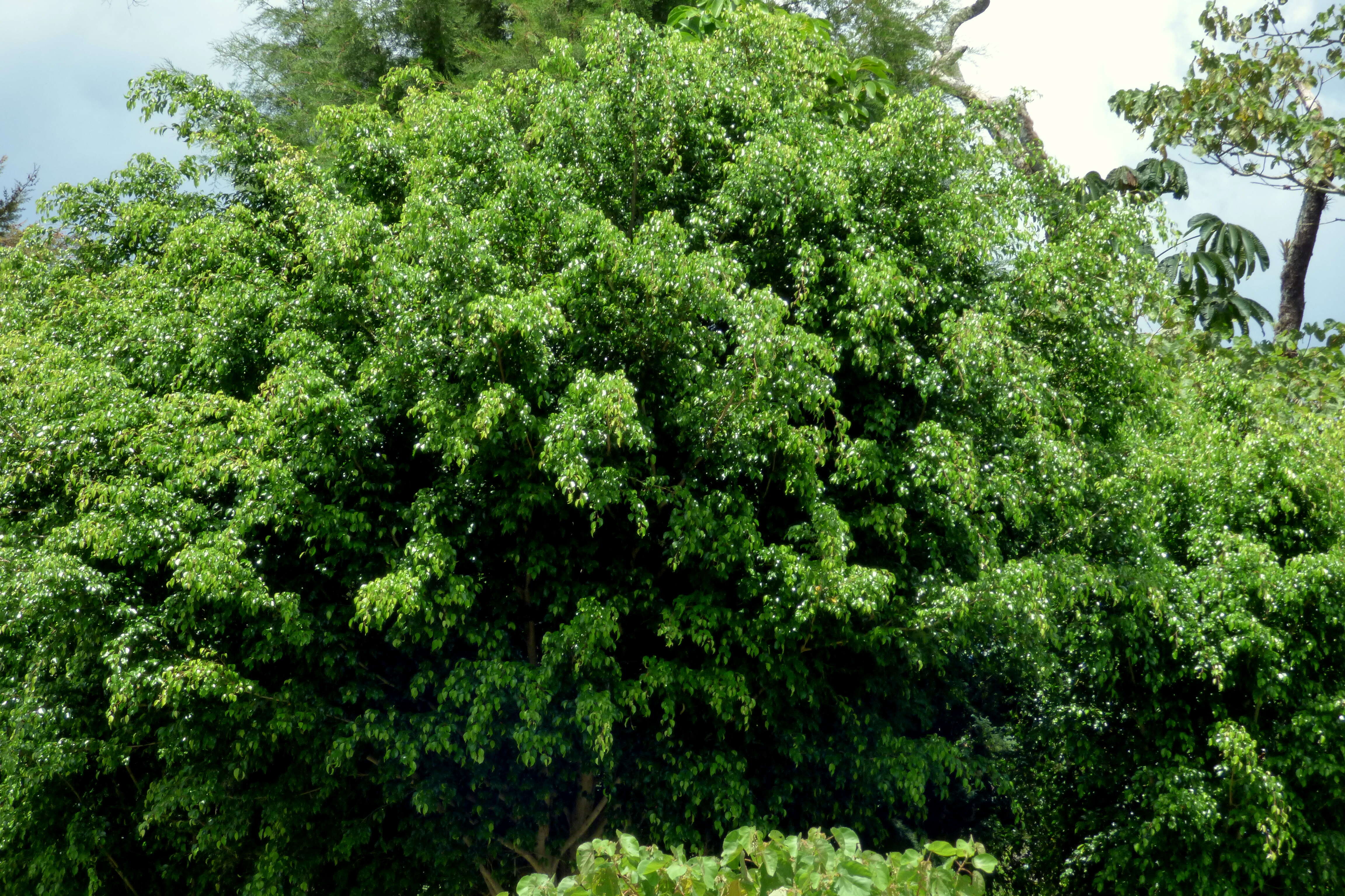 Imagem de Ficus benjamina L.