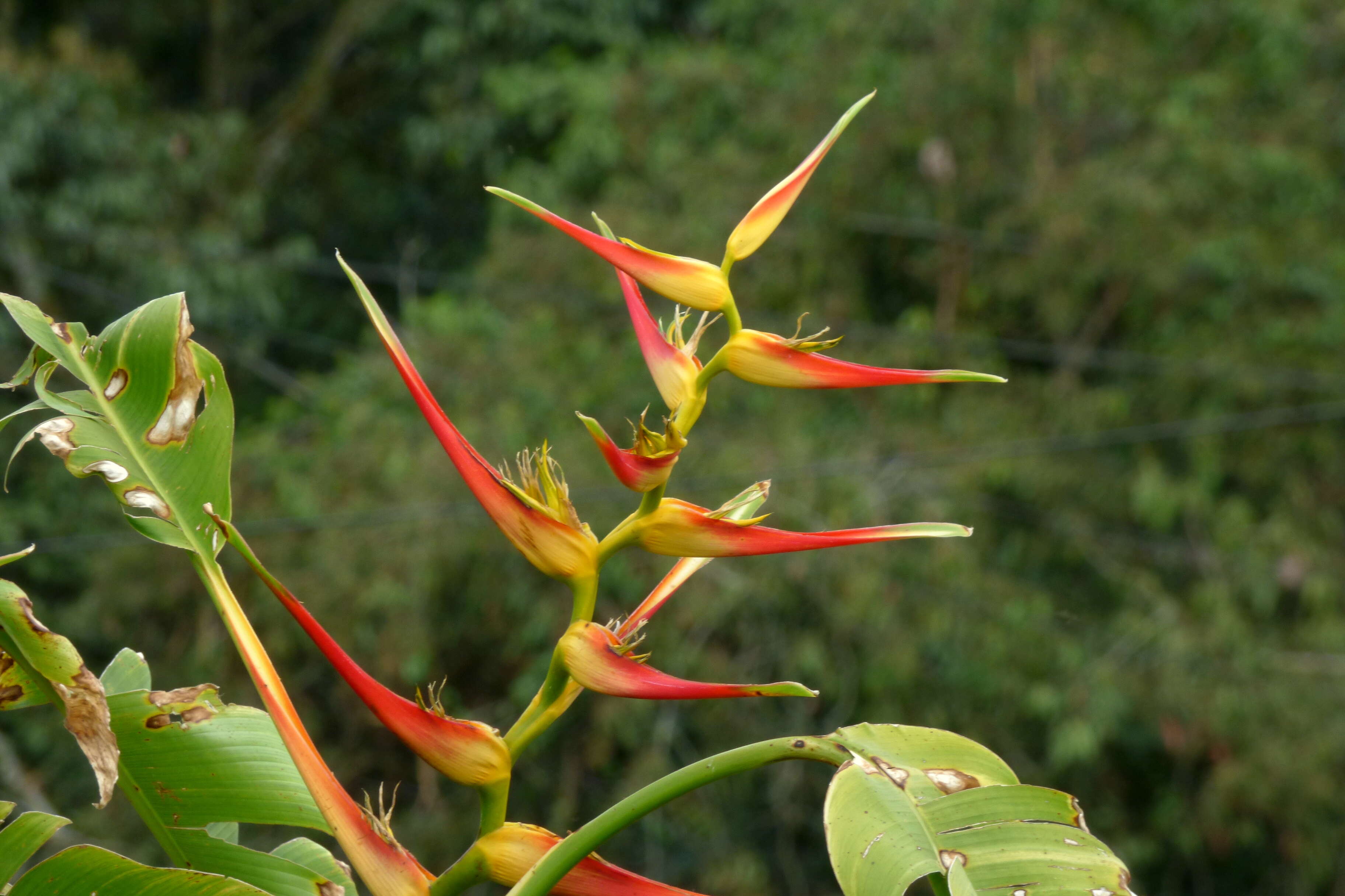 Plancia ëd Heliconia latispatha Benth.