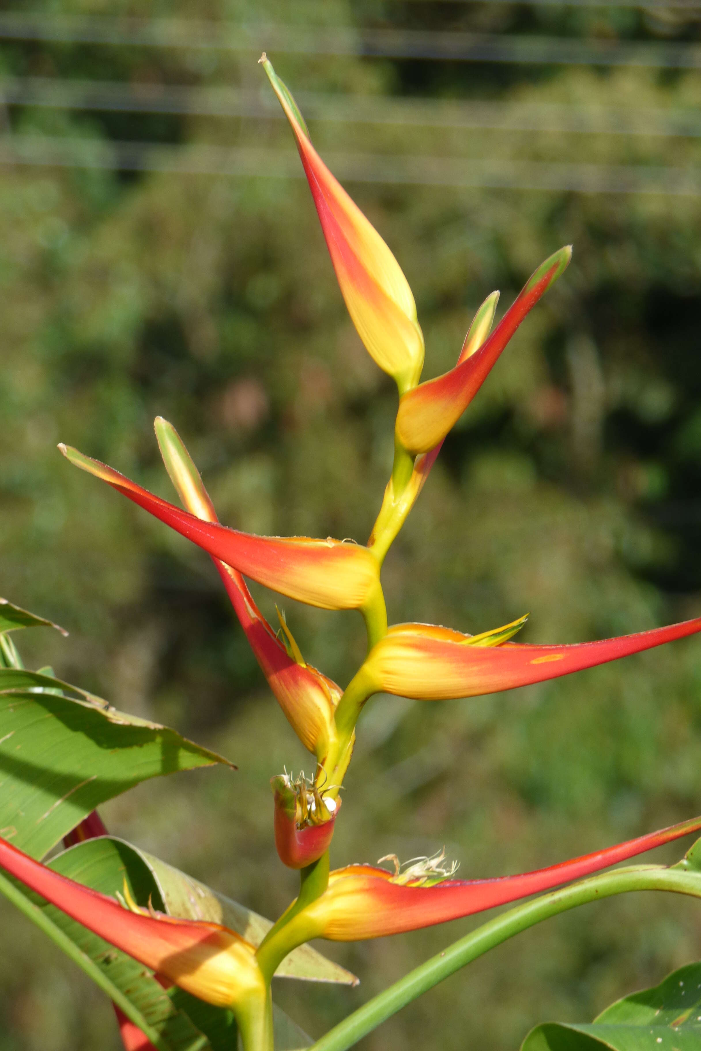 صورة Heliconia latispatha Benth.