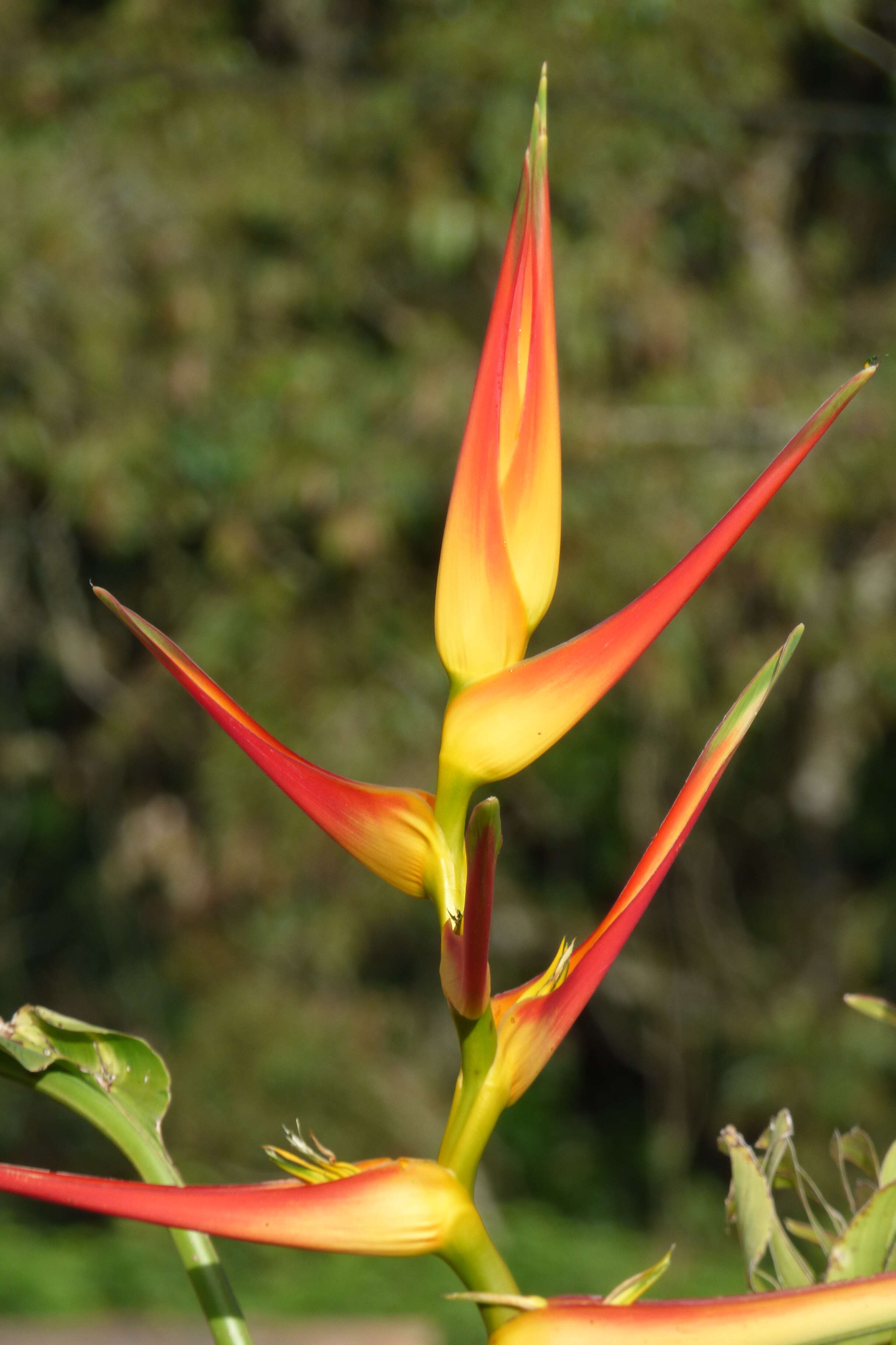 Plancia ëd Heliconia latispatha Benth.