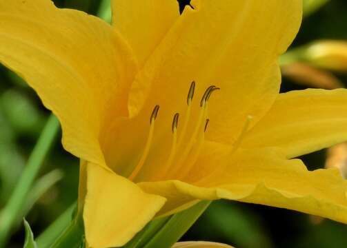 Image of lemon day-lily