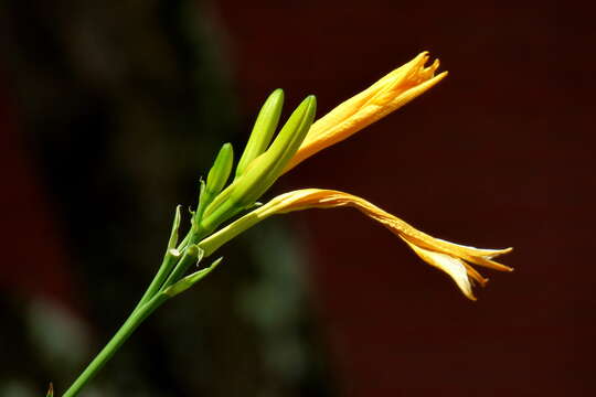 Image of lemon day-lily