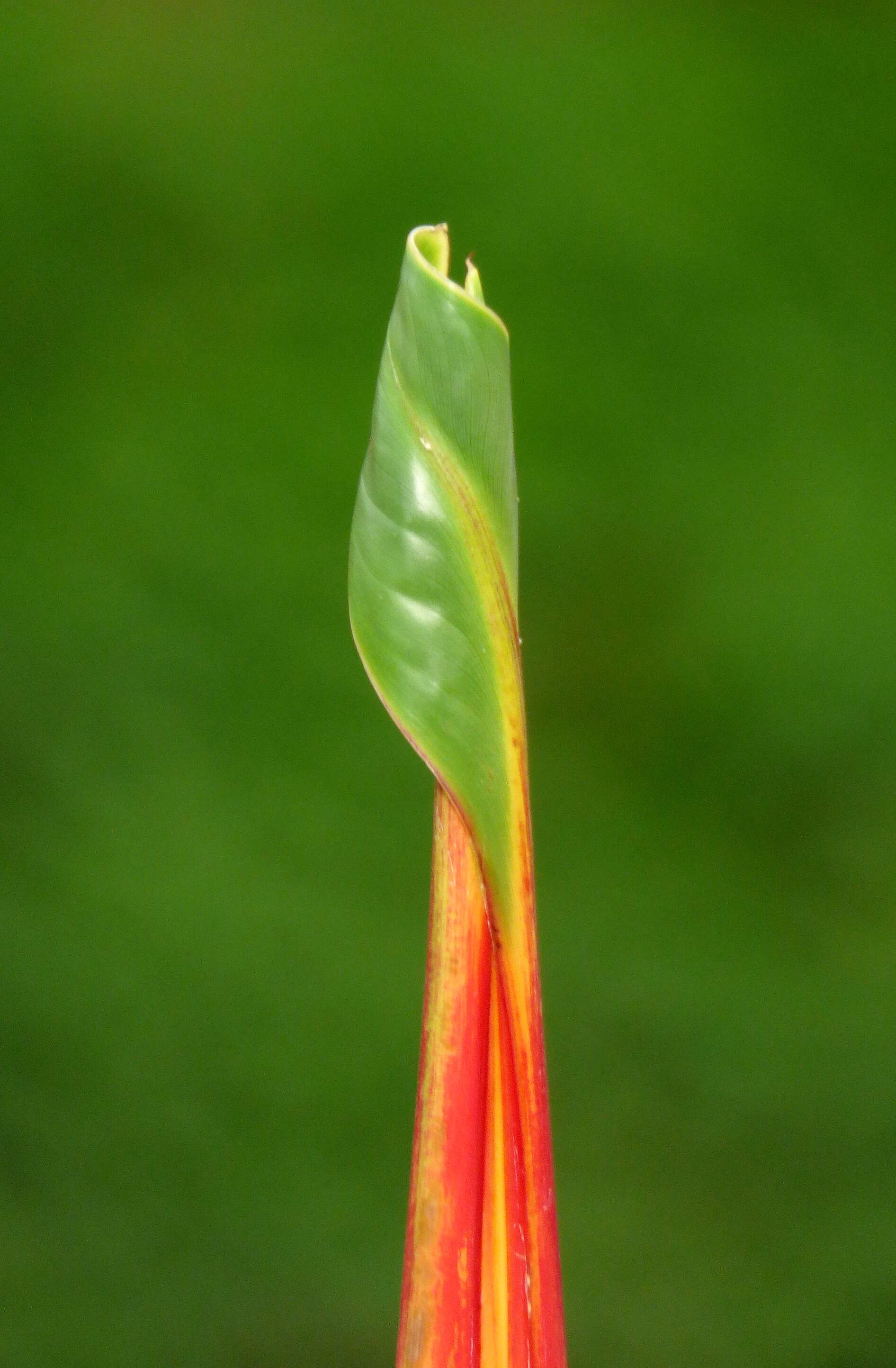 صورة Heliconia latispatha Benth.