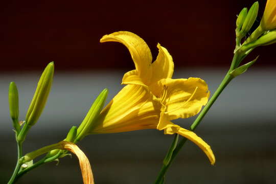 Image of lemon day-lily