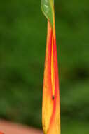 صورة Heliconia latispatha Benth.