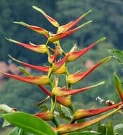 Plancia ëd Heliconia latispatha Benth.