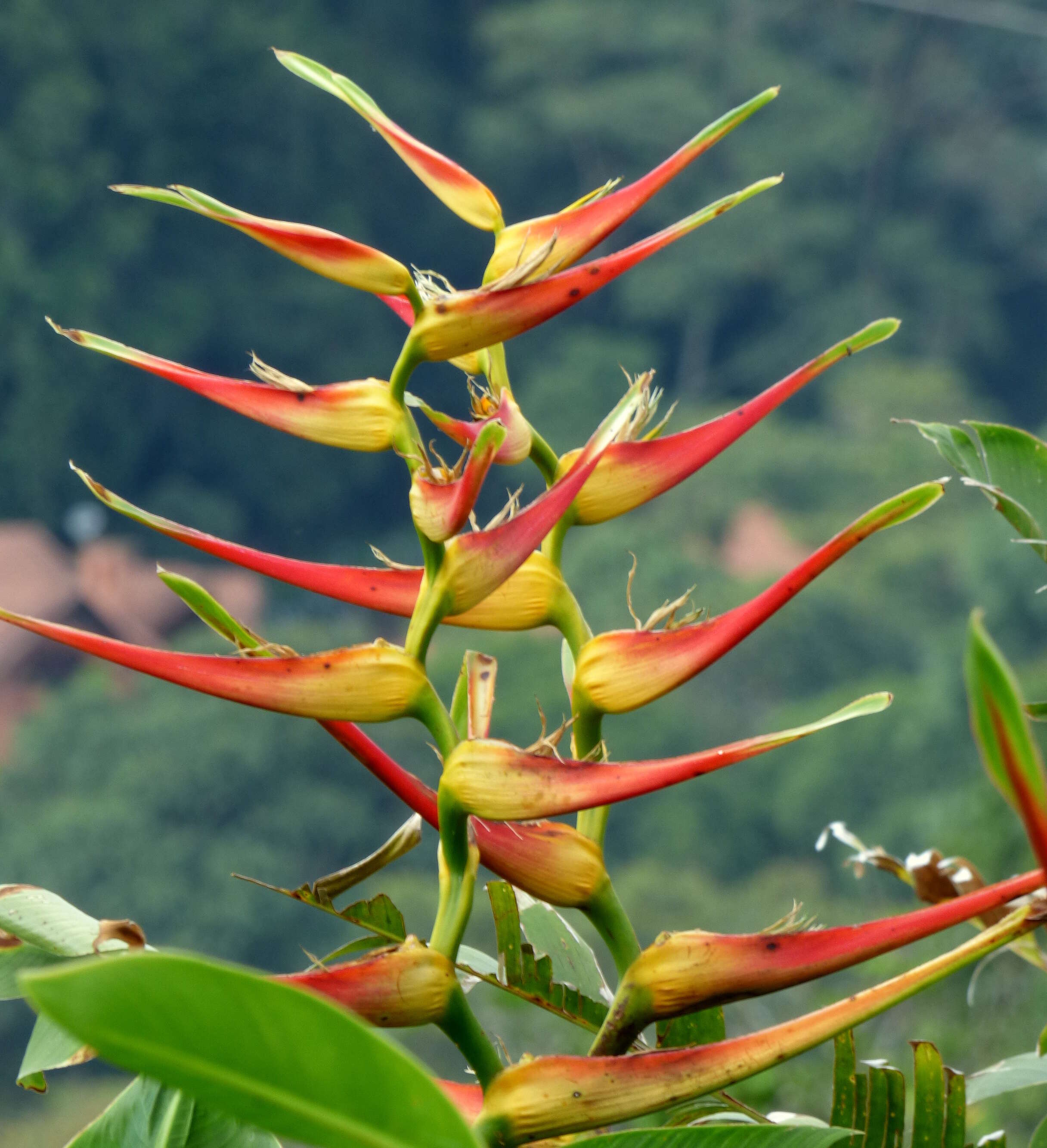 صورة Heliconia latispatha Benth.