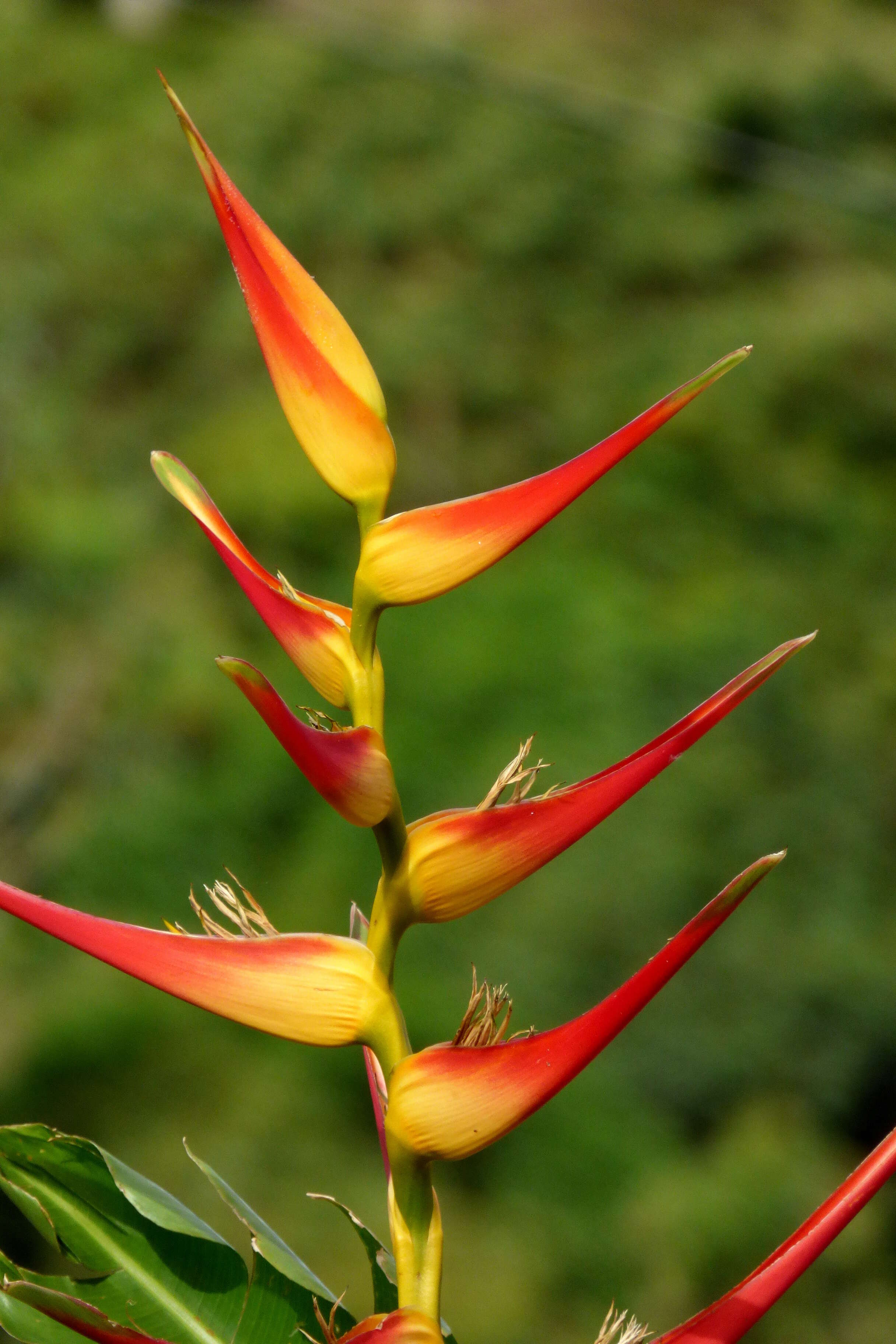 Plancia ëd Heliconia latispatha Benth.