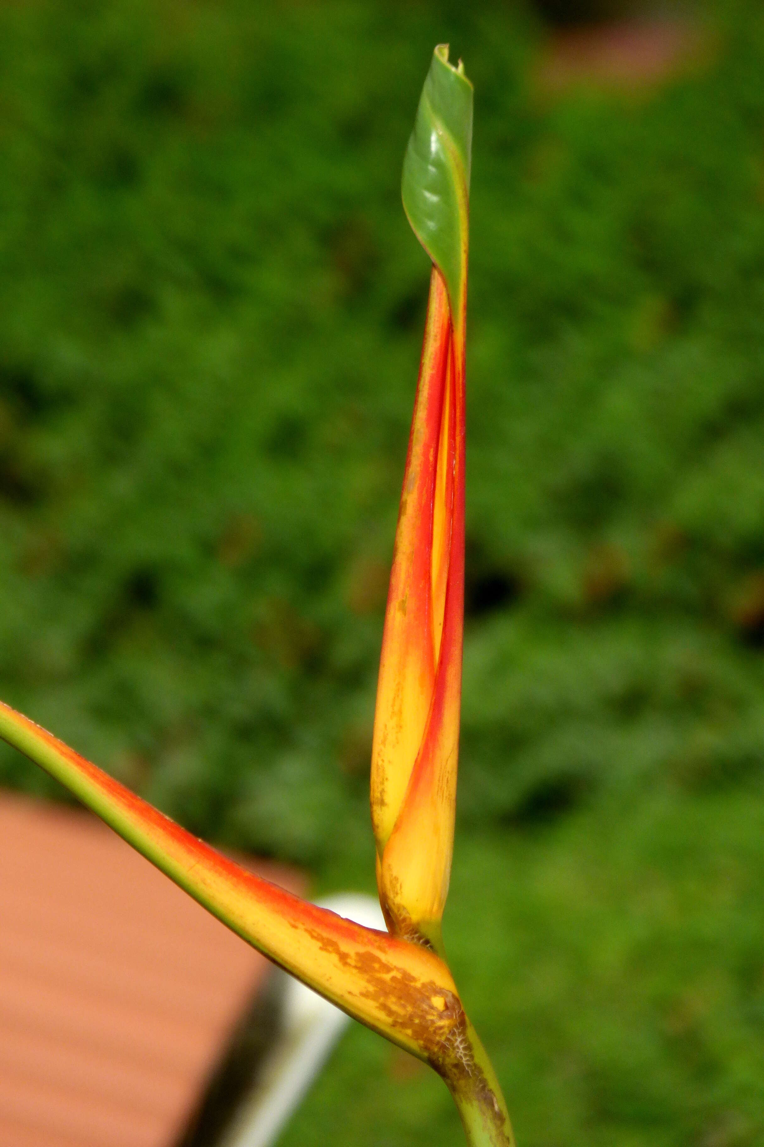 صورة Heliconia latispatha Benth.