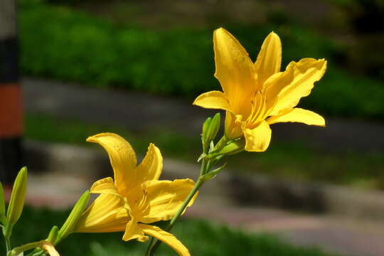 Imagem de Hemerocallis lilioasphodelus L.