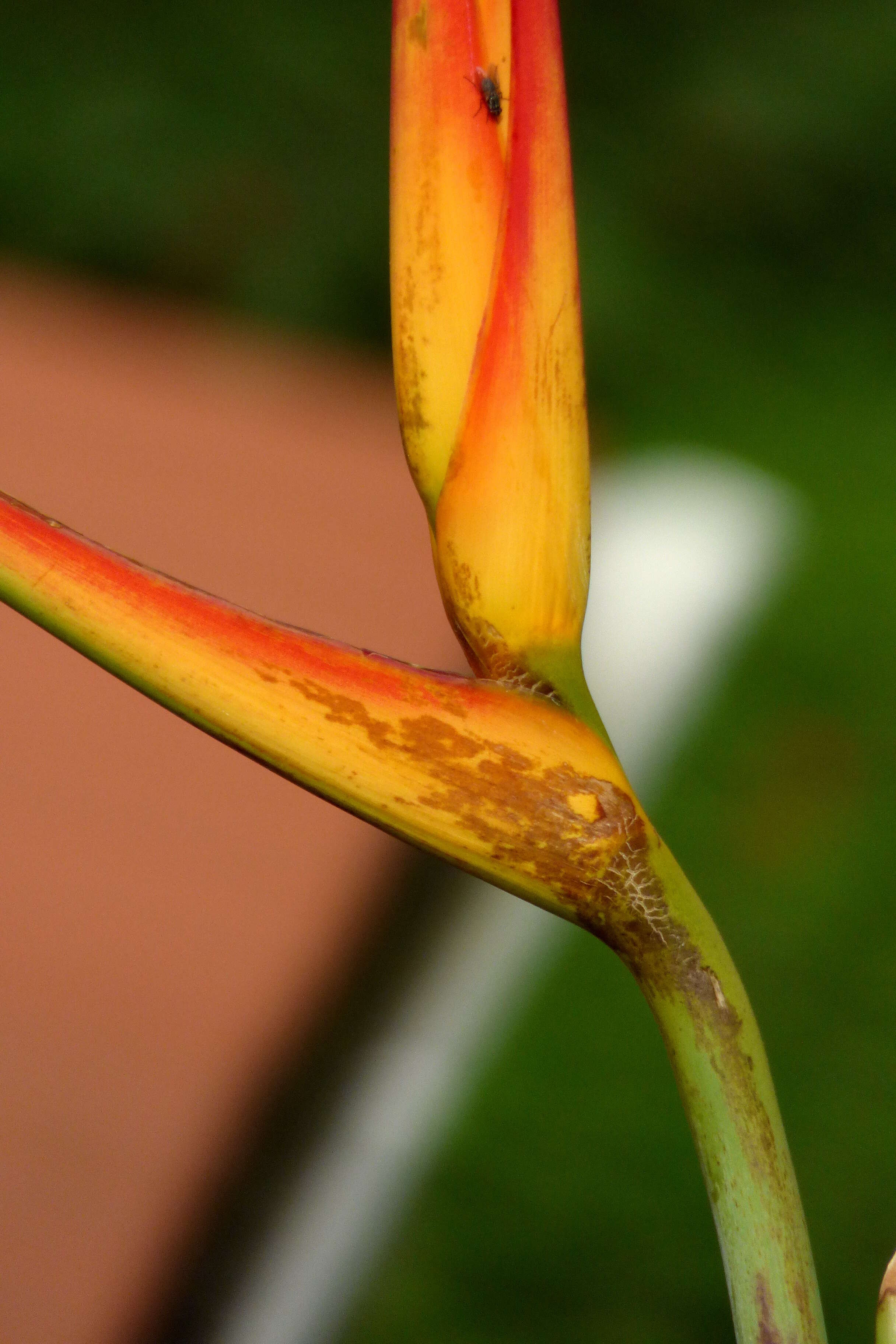 Plancia ëd Heliconia latispatha Benth.