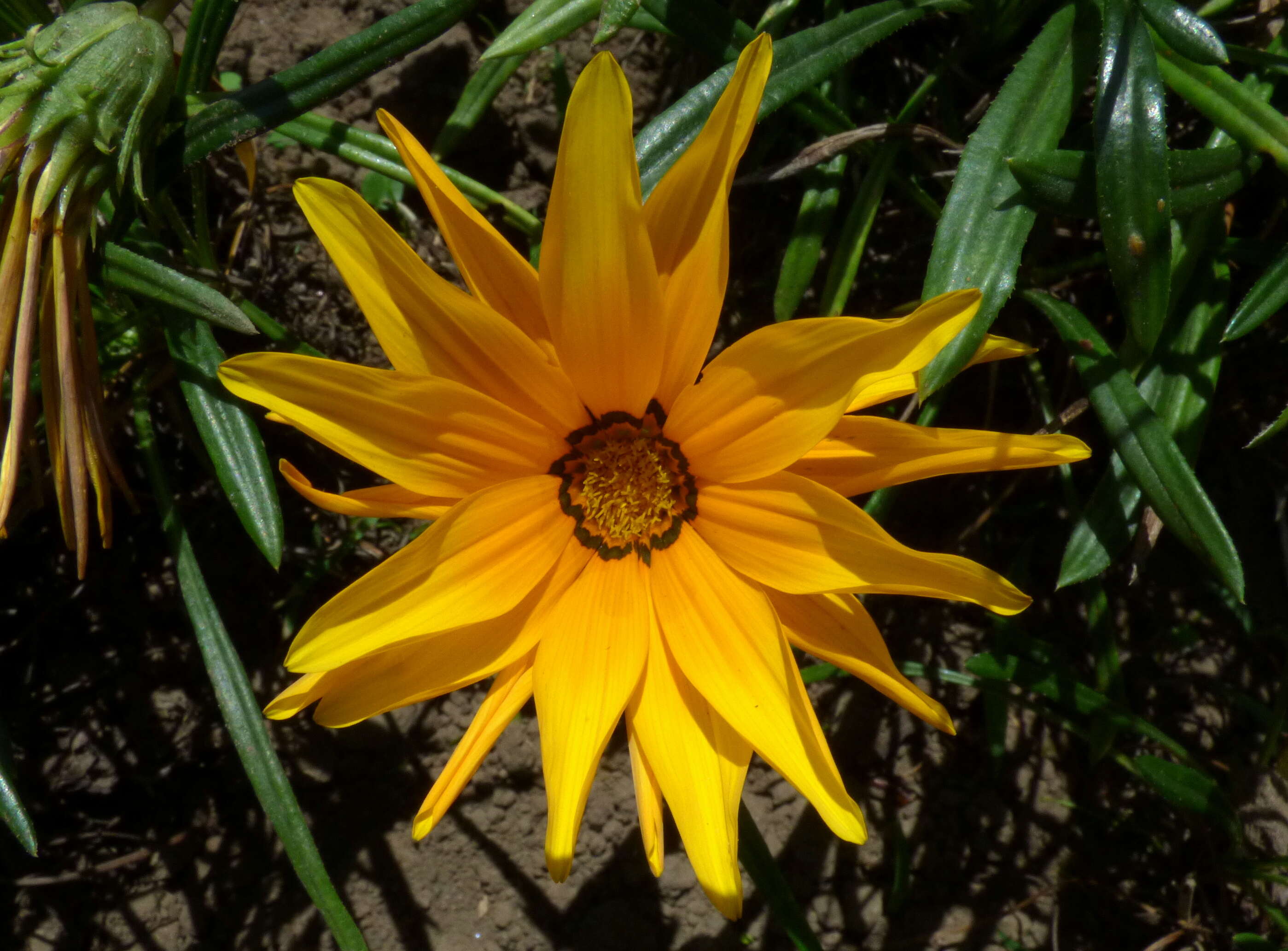 Image of treasure-flower