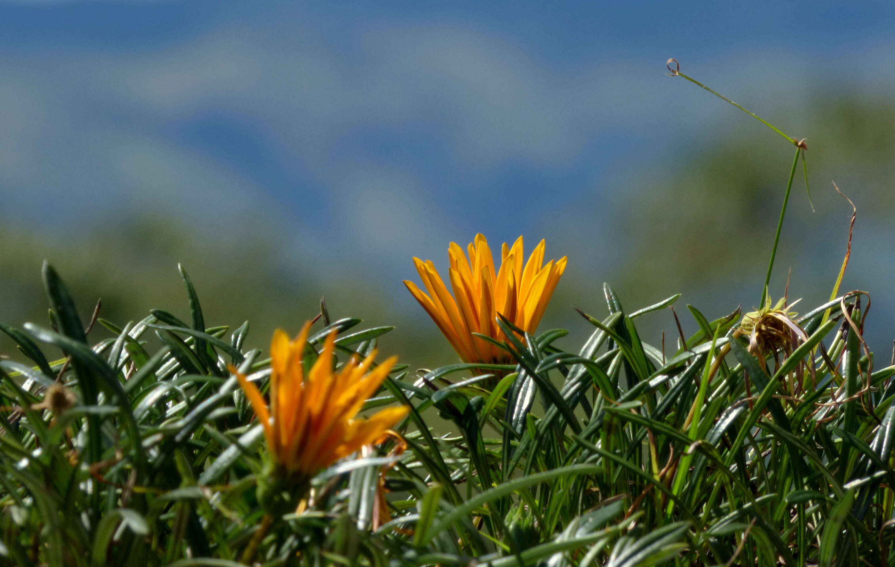 Image of treasure-flower