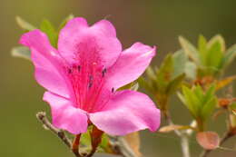 Plancia ëd Rhododendron simsii Planch.