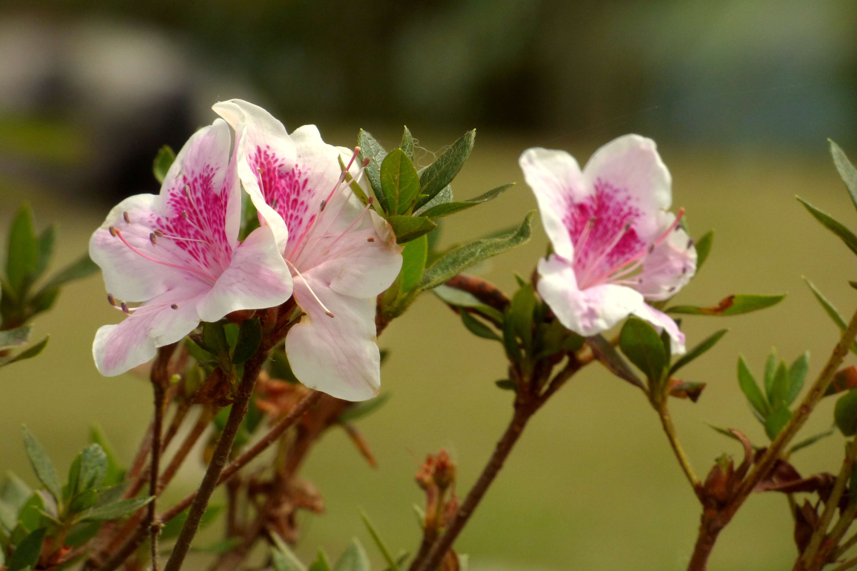 Image de Rhododendron molle (Bl.) G. Don