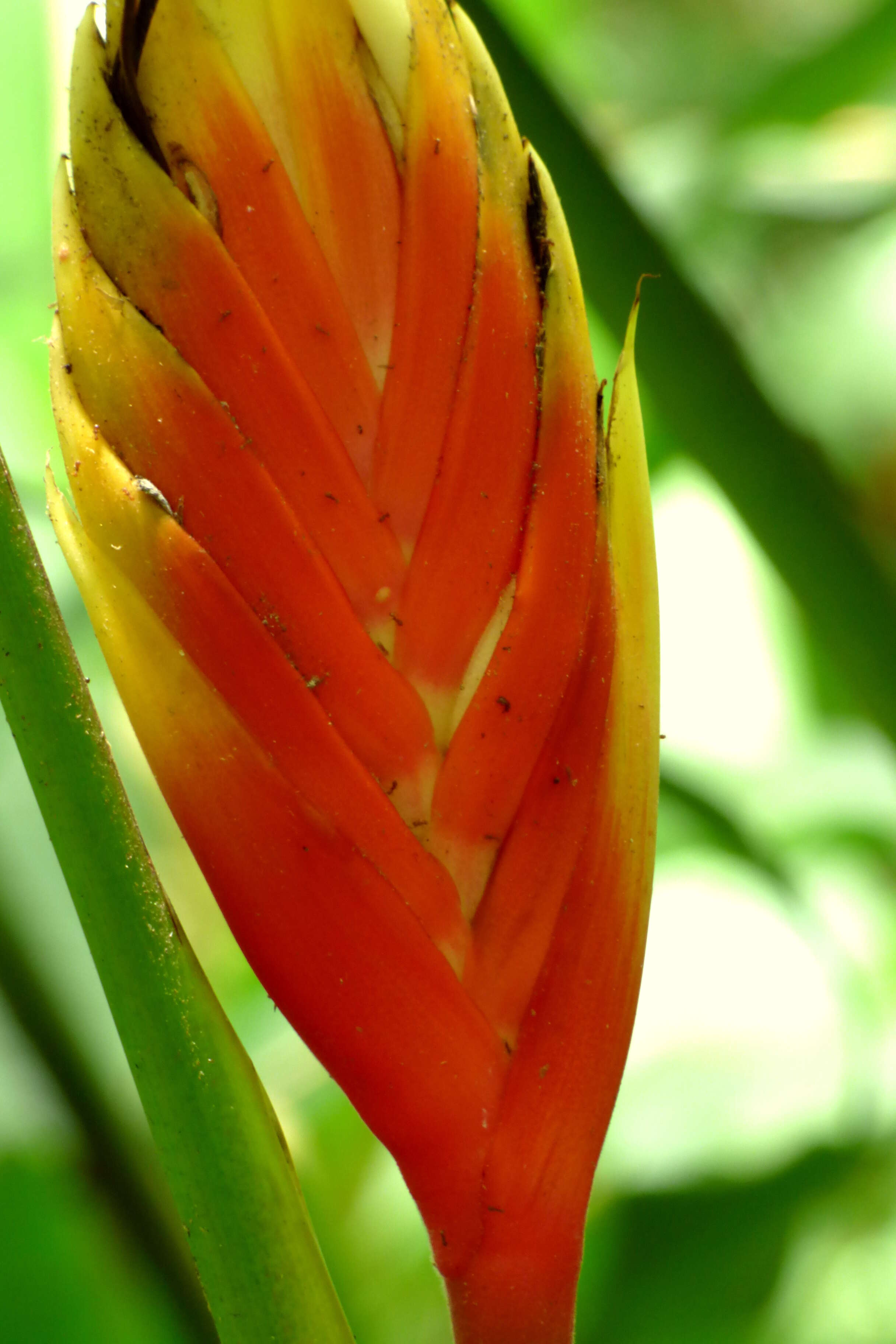 Image of Heliconia episcopalis Vell.