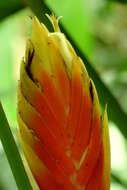 Image of Heliconia episcopalis Vell.