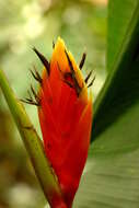 Image of Heliconia episcopalis Vell.