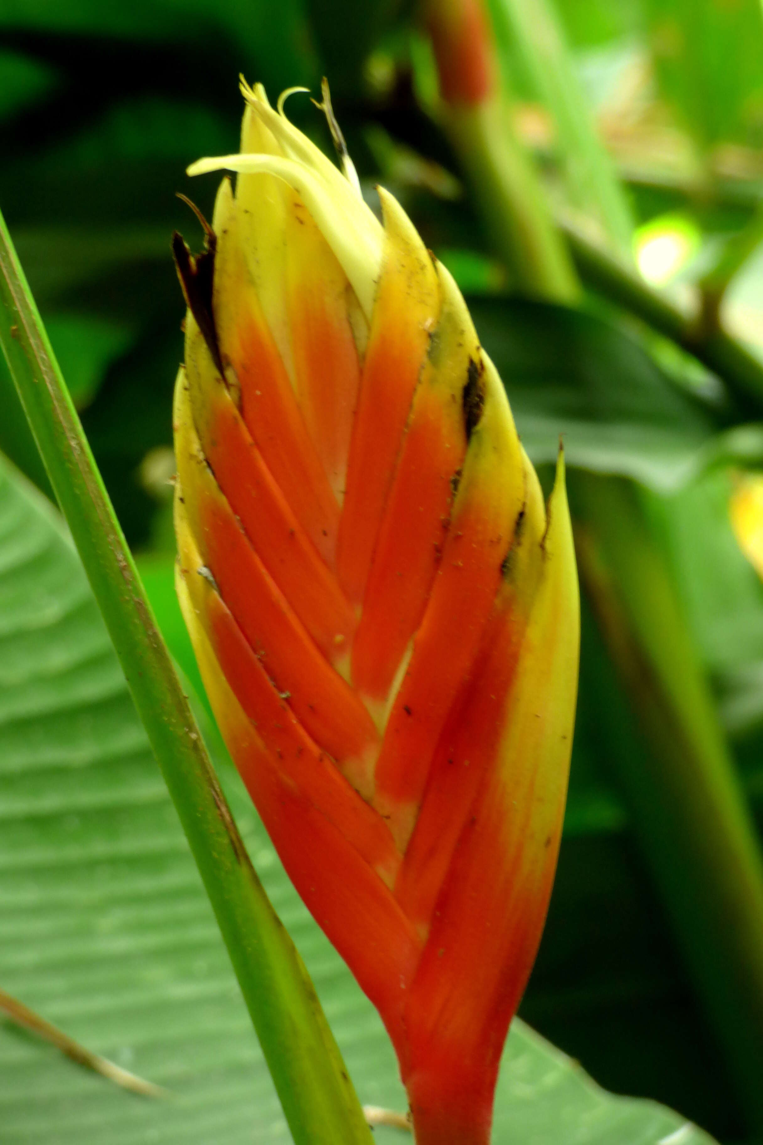 Image of Heliconia episcopalis Vell.