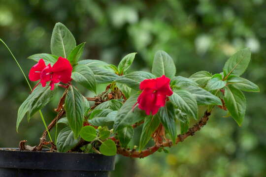 Image of Impatiens hawkeri W. Bull