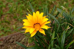 Image of treasure-flower