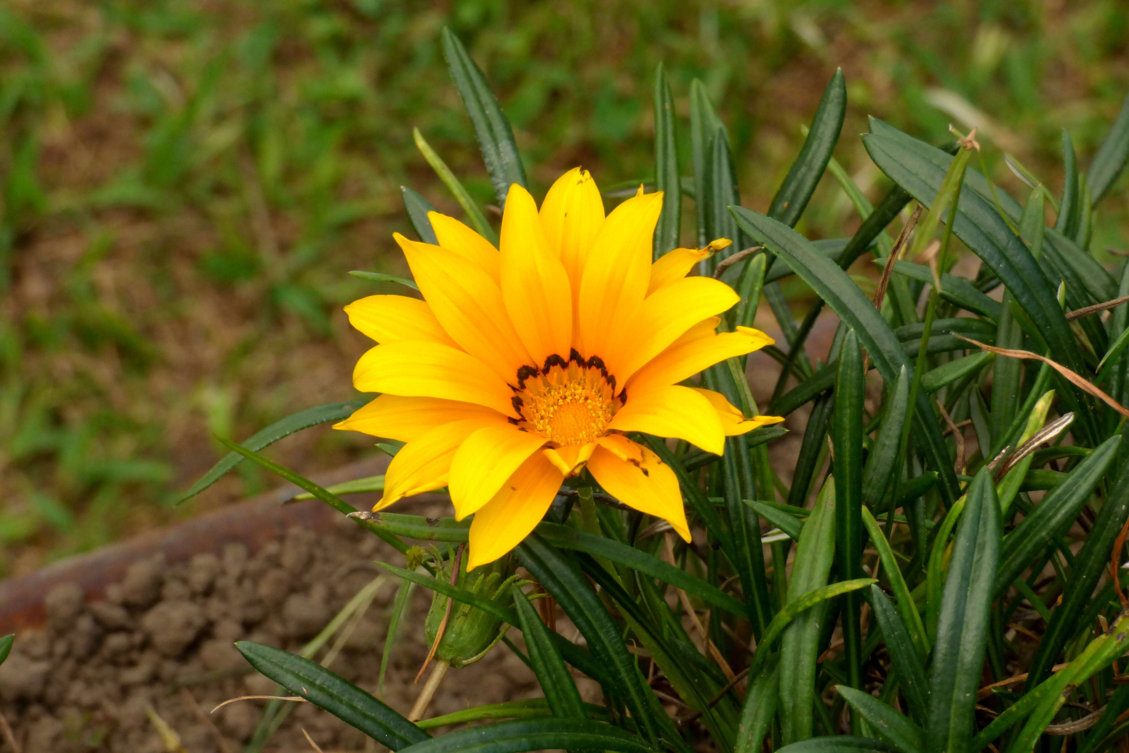 Image of treasure-flower