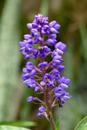 Image of Blue ginger