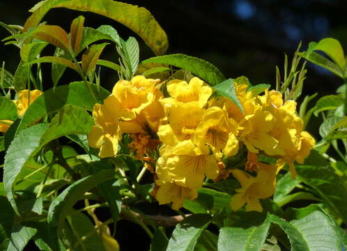 Image of Yellow bells