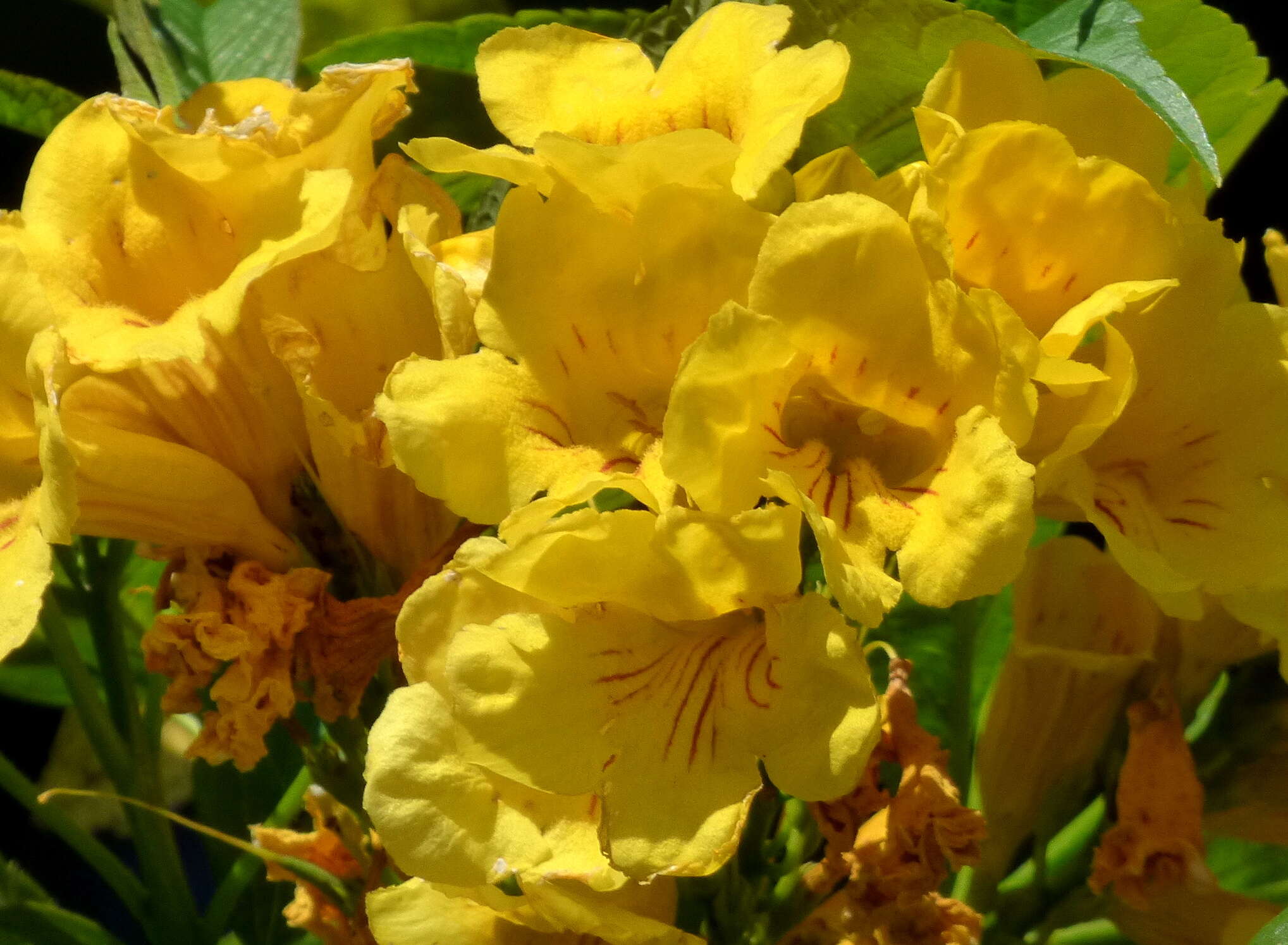 Image of Yellow bells