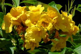 Image of Yellow bells